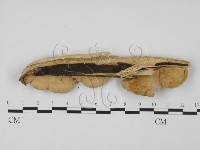 登錄號:F0009507藏品圖，第3張