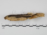 登錄號:F0009507藏品圖，第4張