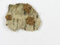 登錄號:F0009510藏品圖，第4張