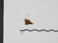 登錄號:F0009511藏品圖，第3張