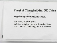 寬鱗多孔菌藏品圖，第2張