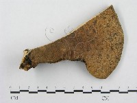 寬鱗多孔菌藏品圖，第1張