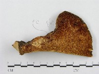 寬鱗多孔菌藏品圖，第3張