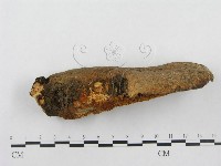 寬鱗多孔菌藏品圖，第4張