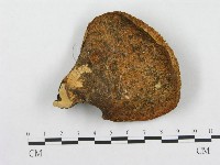 寬鱗多孔菌藏品圖，第1張