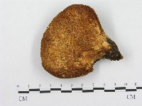 寬鱗多孔菌藏品圖，第3張