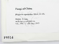 寬鱗多孔菌藏品圖，第2張