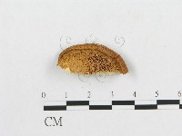 寬鱗多孔菌藏品圖，第3張