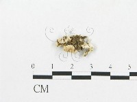 登錄號:F0009517藏品圖，第1張