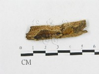 登錄號:F0009519藏品圖，第1張