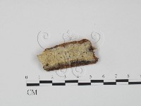 登錄號:F0009526藏品圖，第1張