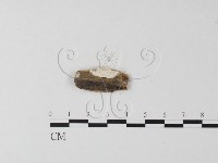 登錄號:F0009529藏品圖，第1張