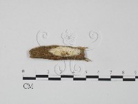 登錄號:F0009532藏品圖，第1張