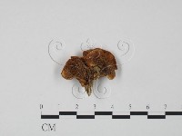 登錄號:F0009536藏品圖，第1張