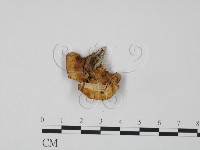 登錄號:F0009536藏品圖，第3張