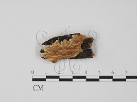 登錄號:F0009537藏品圖，第1張