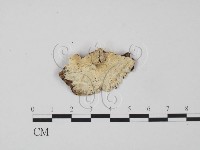 登錄號:F0009538藏品圖，第1張