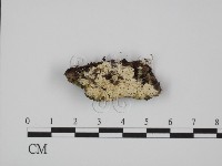 登錄號:F0009539藏品圖，第1張