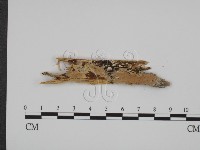 登錄號:F0009540藏品圖，第1張