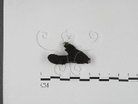 登錄號:F0009544藏品圖，第1張