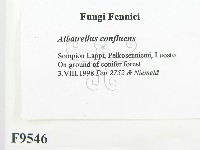 登錄號:F0009546藏品圖，第2張