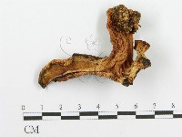 登錄號:F0009547藏品圖，第1張