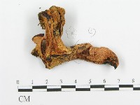 登錄號:F0009547藏品圖，第3張