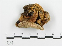 登錄號:F0009548藏品圖，第1張