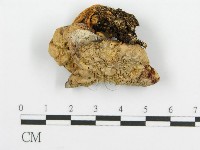 登錄號:F0009548藏品圖，第4張