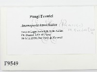 登錄號:F0009549藏品圖，第2張