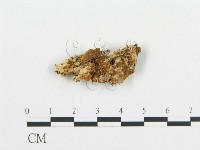 Accession Number:F0009552 Collection Image, Figure 1, Total 3 Figures