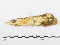 登錄號:F0009554藏品圖，第1張