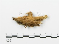 登錄號:F0009555藏品圖，第4張