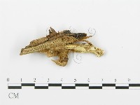 登錄號:F0009555藏品圖，第5張