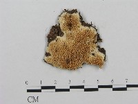 登錄號:F0009557藏品圖，第1張