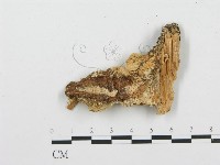 登錄號:F0009558藏品圖，第3張