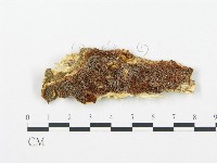 登錄號:F0009560藏品圖，第1張