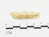 登錄號:F0009561藏品圖，第1張