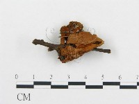 登錄號:F0009566藏品圖，第1張