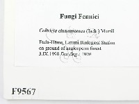 登錄號:F0009567藏品圖，第2張