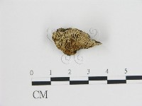 登錄號:F0009576藏品圖，第1張