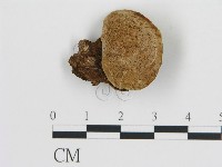 登錄號:F0009578藏品圖，第1張