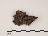 登錄號:F0009582藏品圖，第1張