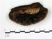 登錄號:F0009585藏品圖，第1張