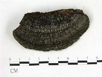 登錄號:F0009585藏品圖，第3張