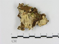 登錄號:F0009595藏品圖，第1張