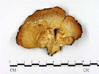 登錄號:F0009596藏品圖，第1張