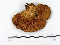 登錄號:F0009596藏品圖，第3張