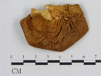 登錄號:F0009605藏品圖，第1張