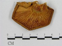 登錄號:F0009605藏品圖，第3張